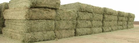 HAY FOR SALE